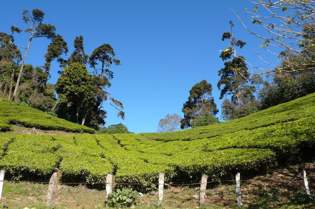 Green Magic Home Munnar Dış mekan fotoğraf